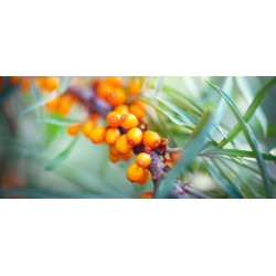 Huile de pépins d’argousier 50 ml OMÉGA 3 BIO