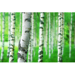 200 g - Xylitol de bouleau