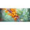 DUO Huiles d’argousier 10 ml BIO