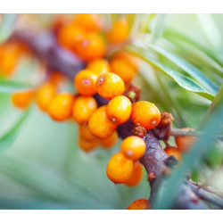 Lait corporel Argousier et Sève de bouleau BIO - Cosmos Organic