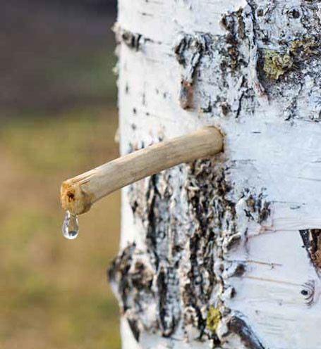 La récolte de la sève de bouleau