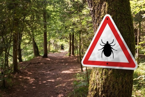 Maladie de Lyme et les bienfaits de la sève de bouleau sur les articulations Flore Alpes Maladie de Lyme et les bienfaits de la sève de bouleau sur les articulations Flore Alpes
